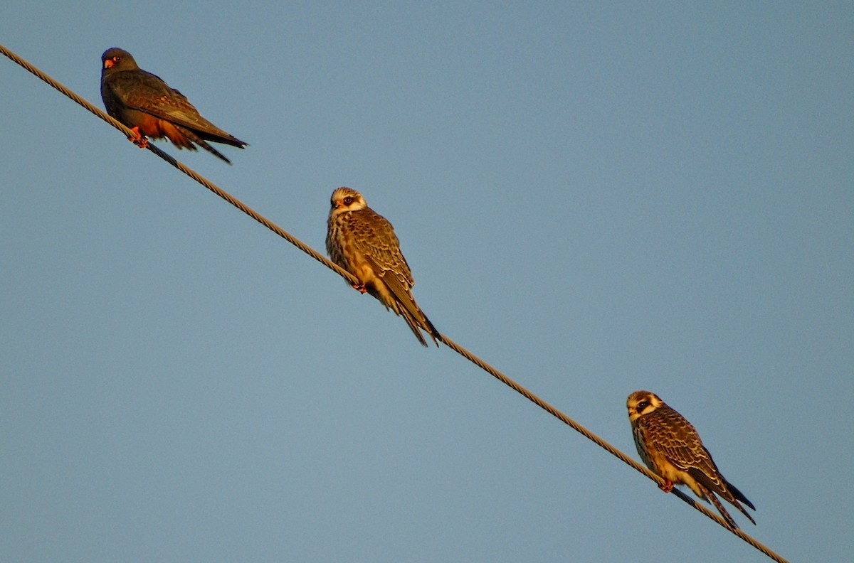 Red-footed Falcon - ML624227553