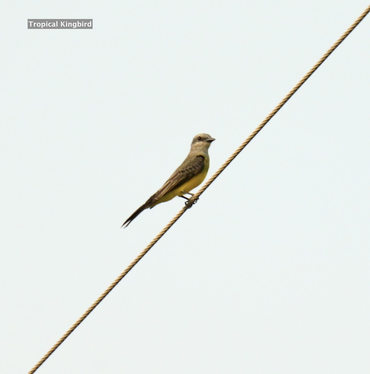 Tropical Kingbird - ML624227554