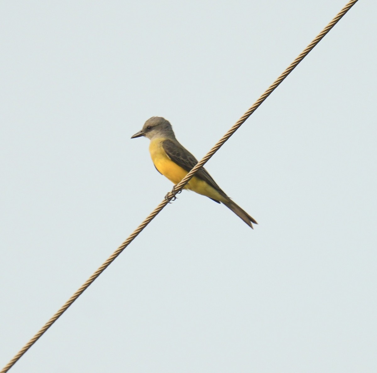 Tropical Kingbird - ML624227555