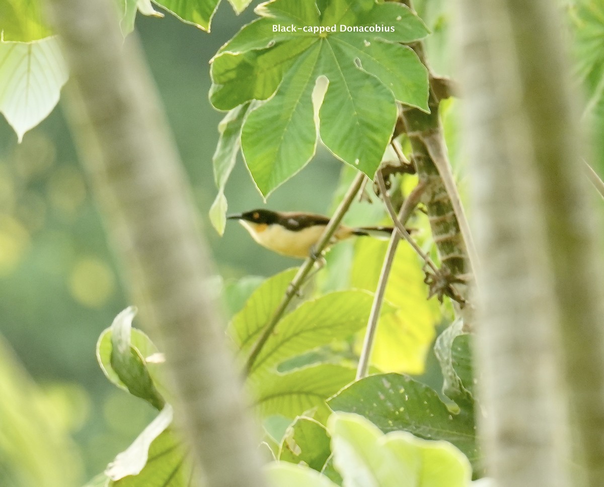 Black-capped Donacobius - ML624227565