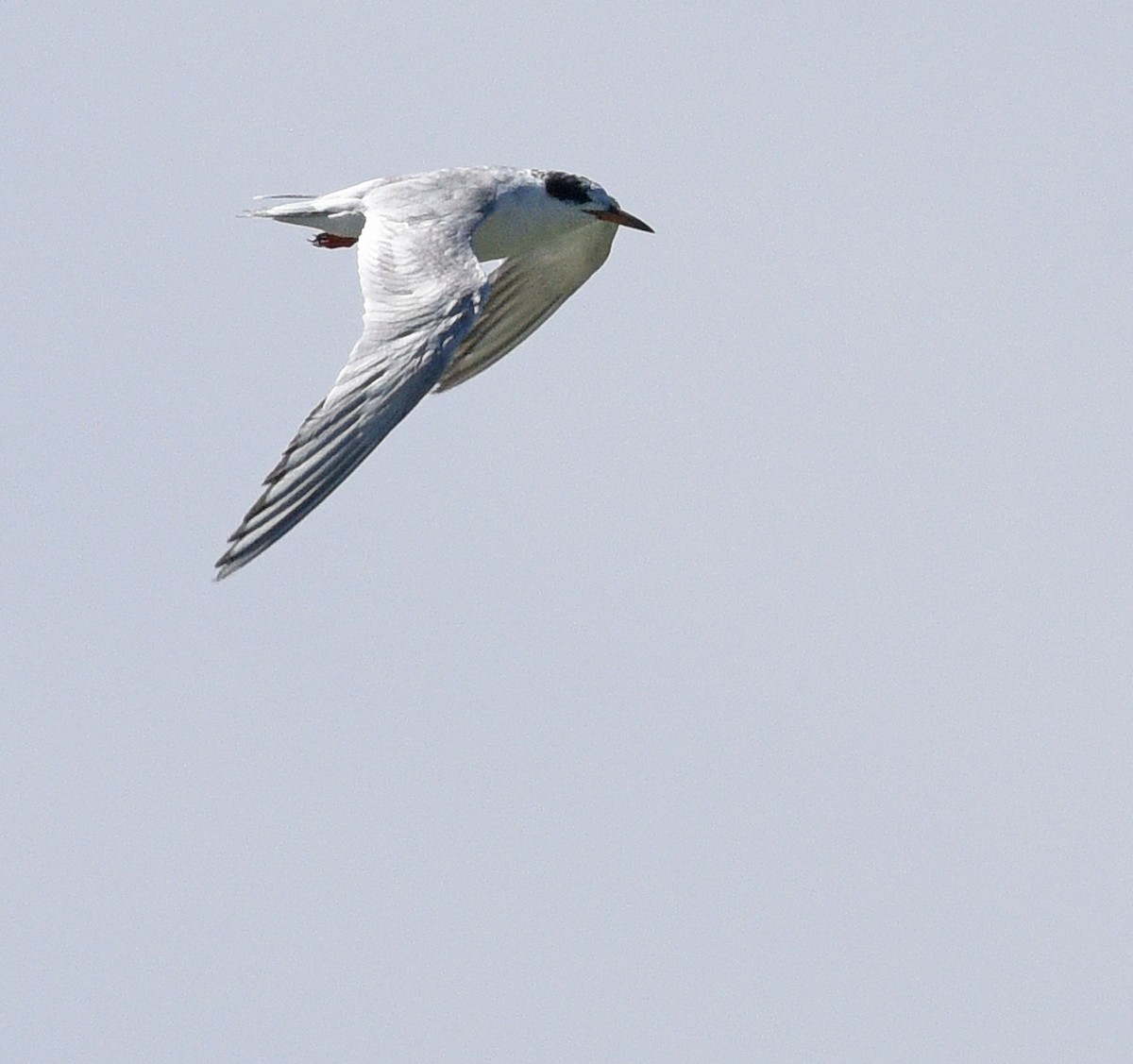 Forster's Tern - ML624227567