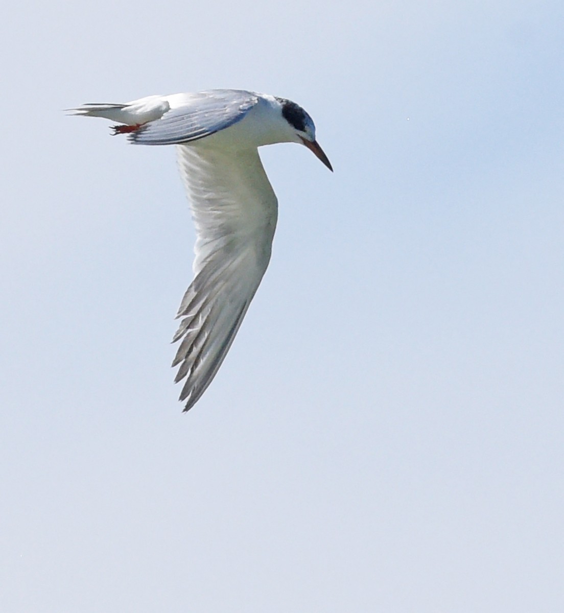 Forster's Tern - ML624227568