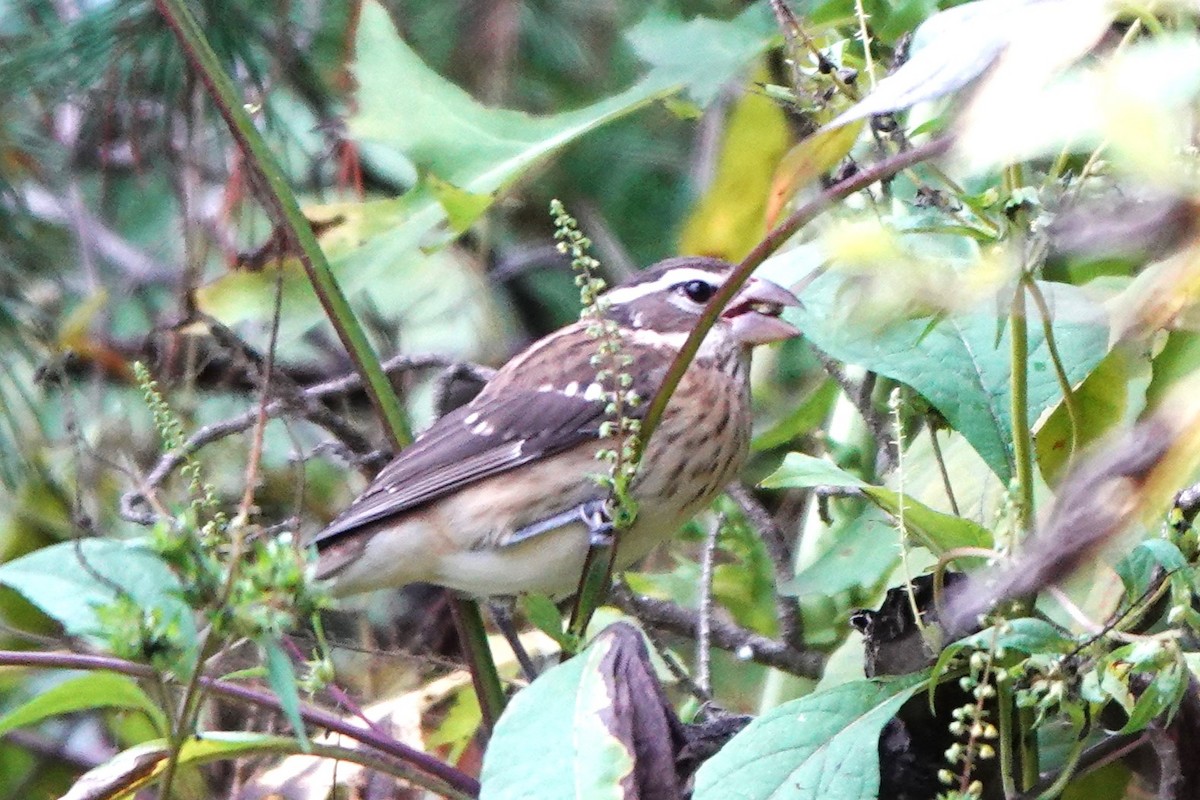 Rose-breasted Grosbeak - ML624227569