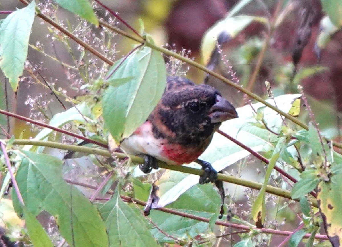 Rose-breasted Grosbeak - ML624227570