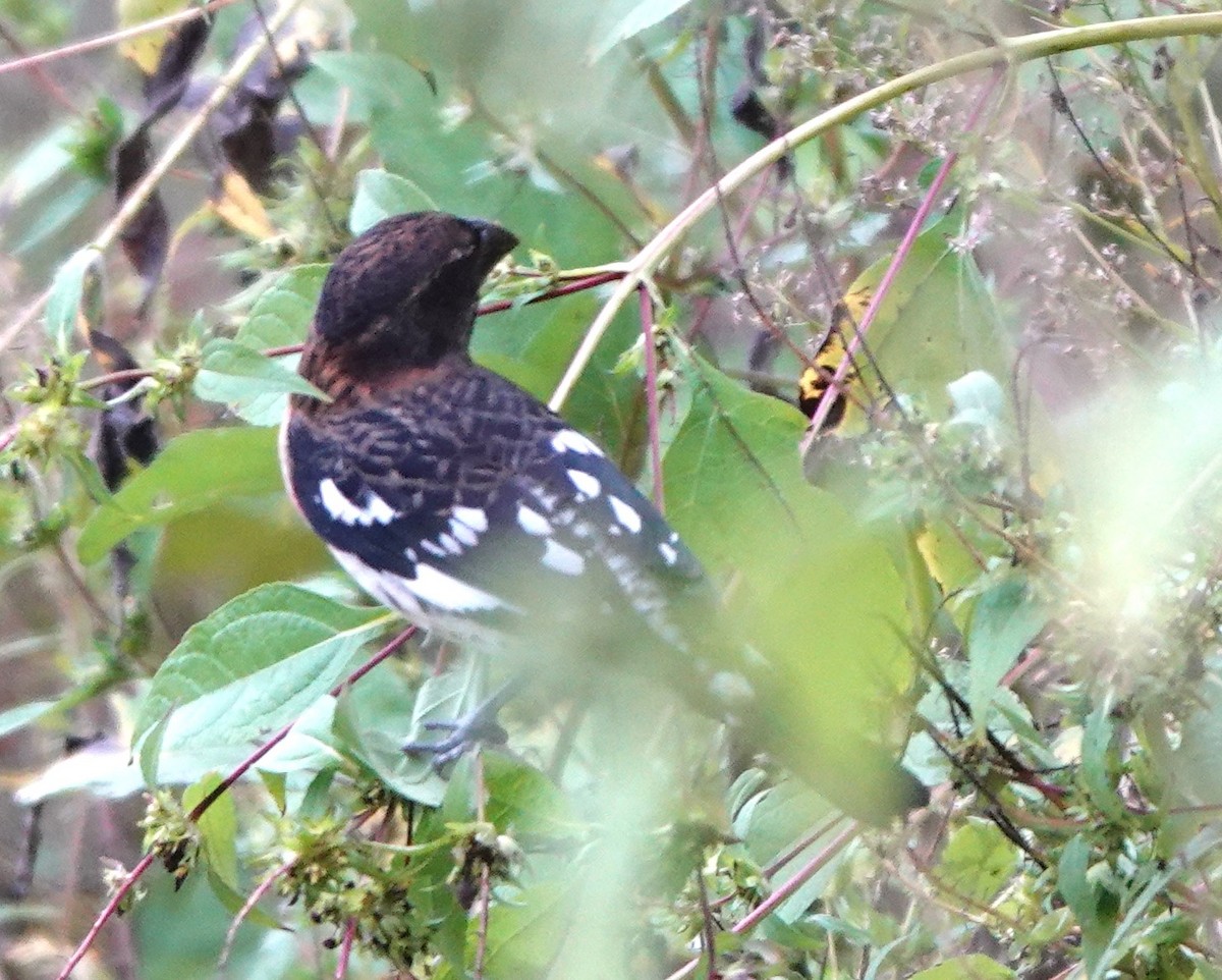 Rose-breasted Grosbeak - ML624227571