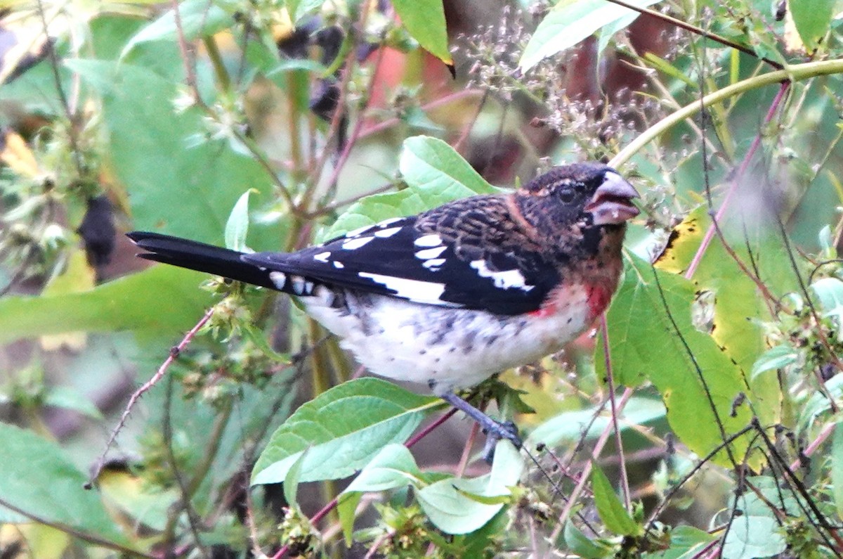 Rose-breasted Grosbeak - ML624227572