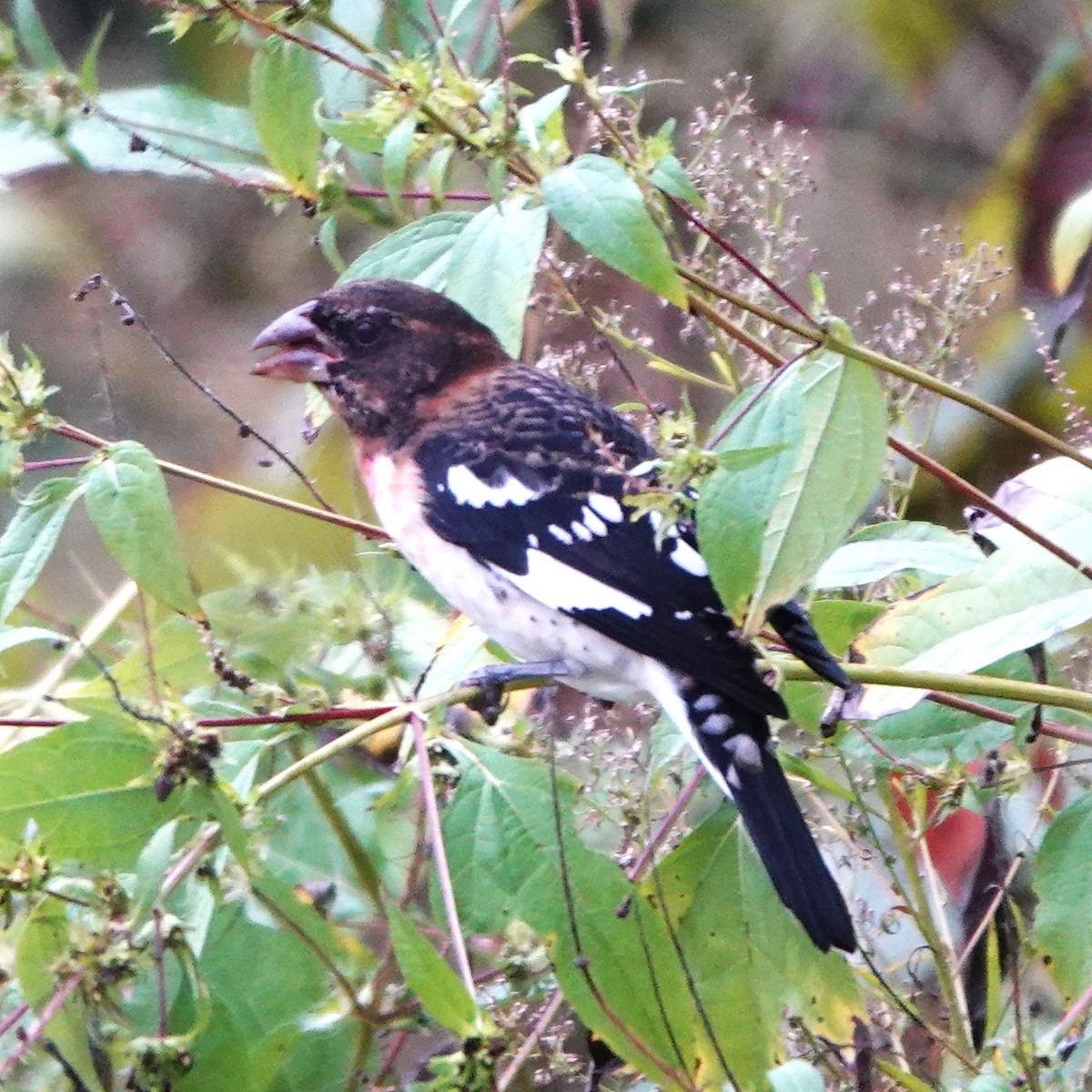 Rose-breasted Grosbeak - ML624227573