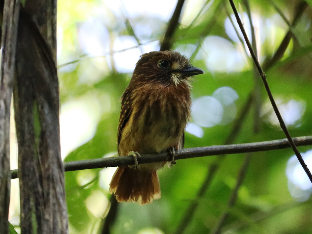 White-whiskered Puffbird - ML624227575