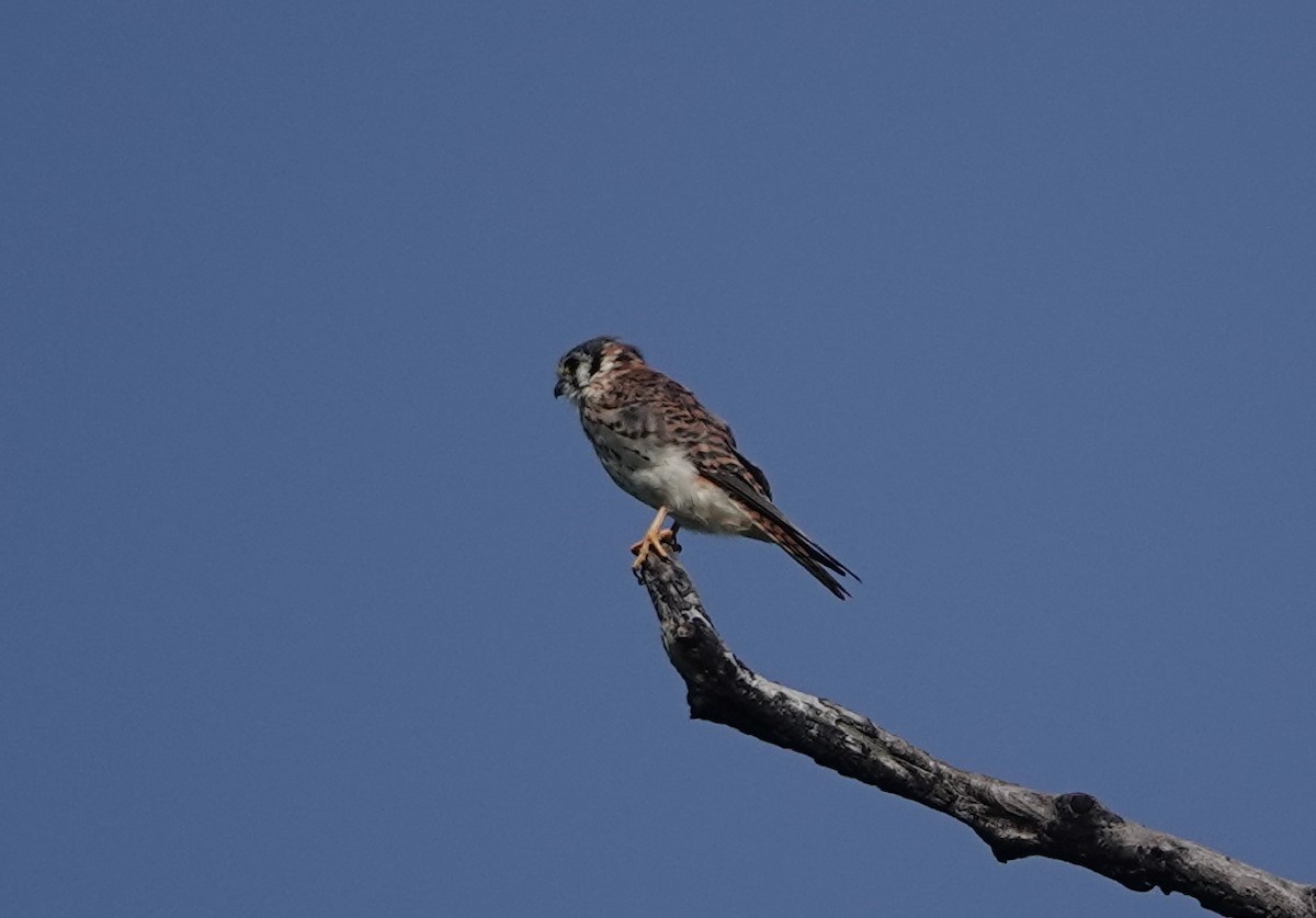 American Kestrel - ML624227576