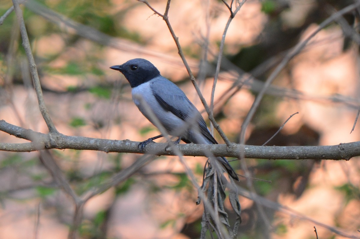 Madagascar Cuckooshrike - ML624227584