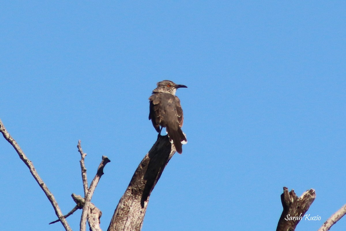 Curve-billed Thrasher - ML624227586