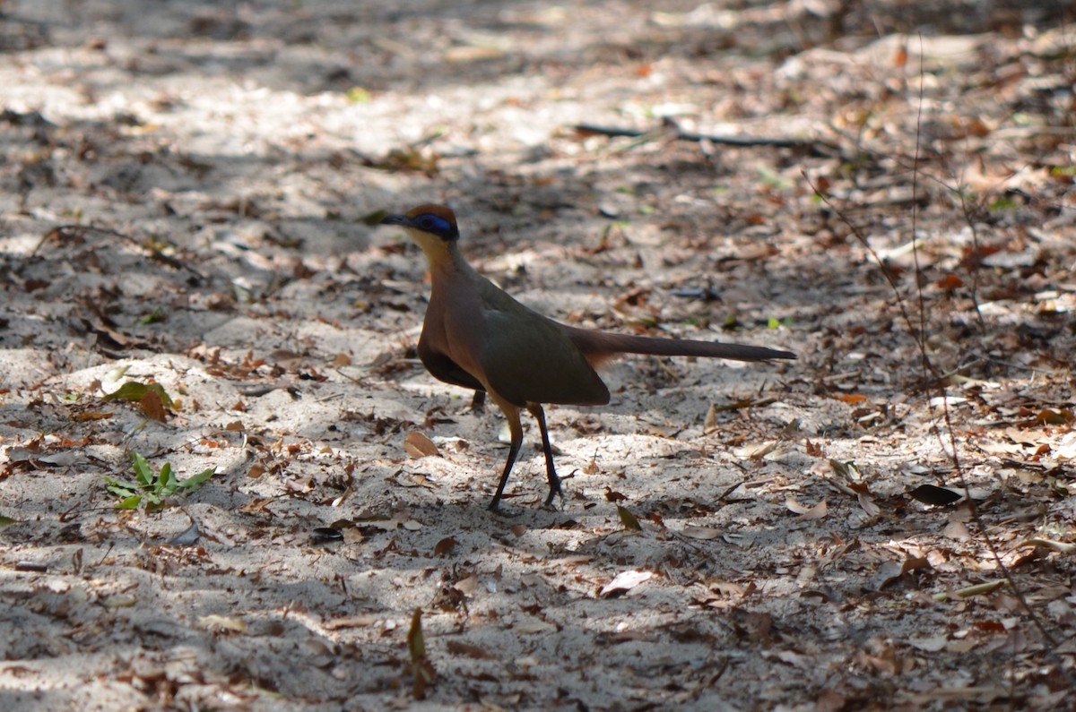 Red-capped Coua - ML624227588