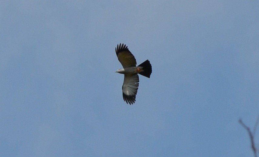 Cuckoo-roller - ML624227600