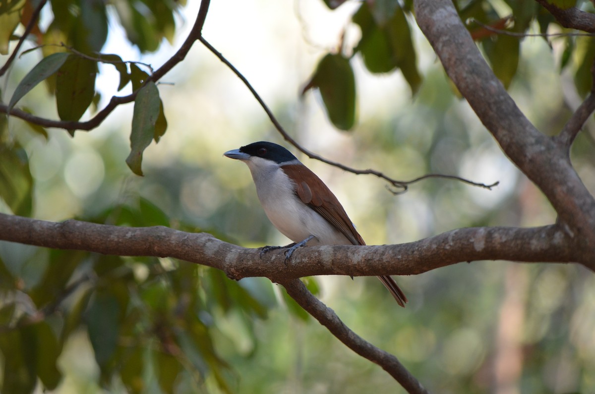 Rufous Vanga - Richard Rae