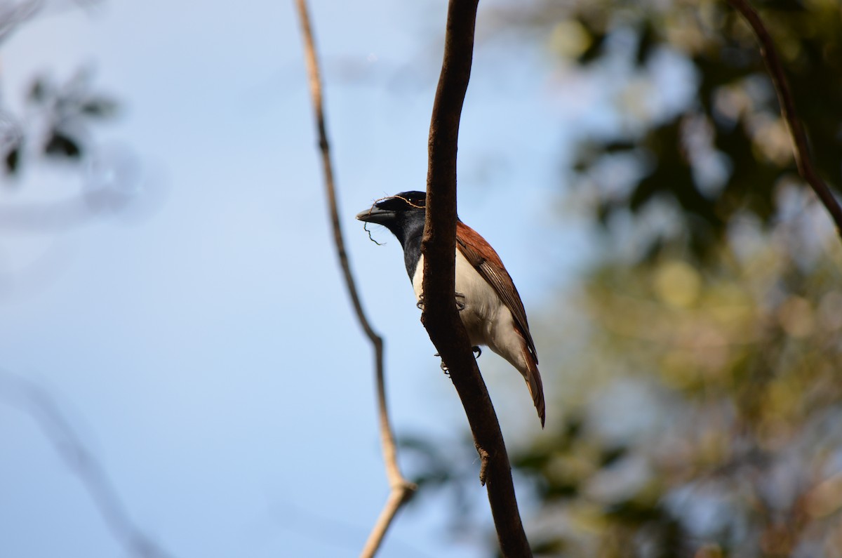 Rufous Vanga - ML624227608