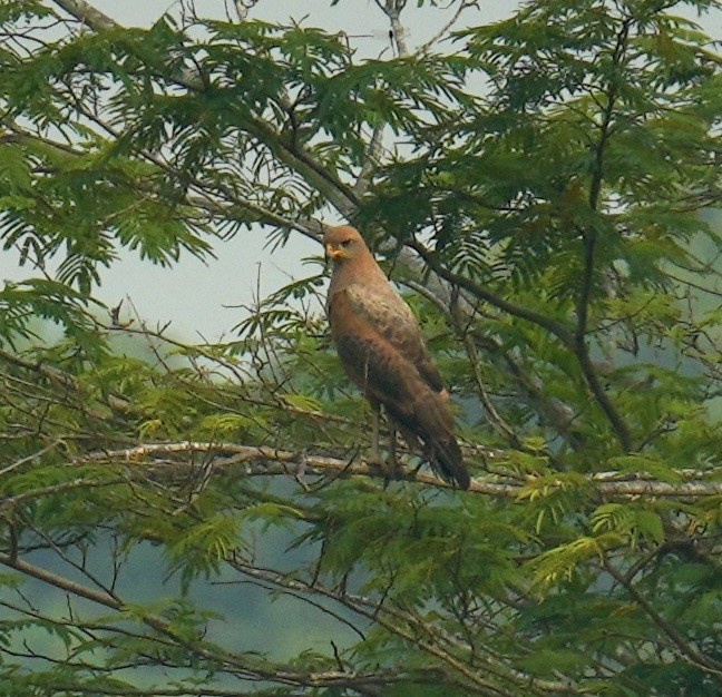 Канюк-крабоїд рудий - ML624227611