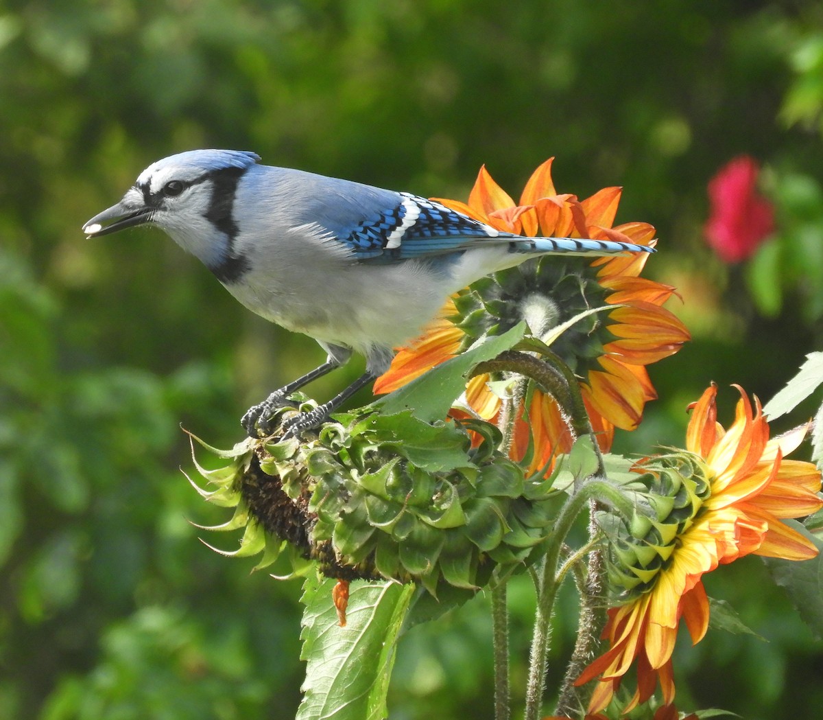 Blue Jay - ML624227625