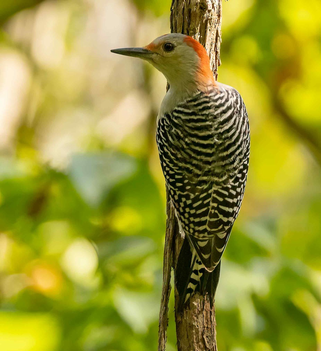 Red-bellied Woodpecker - ML624227629