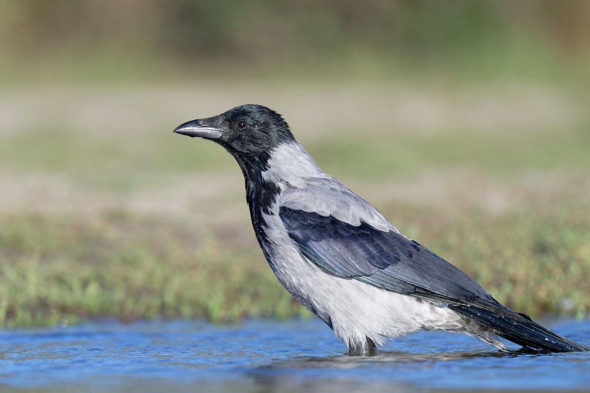 Hooded Crow - ML624227636