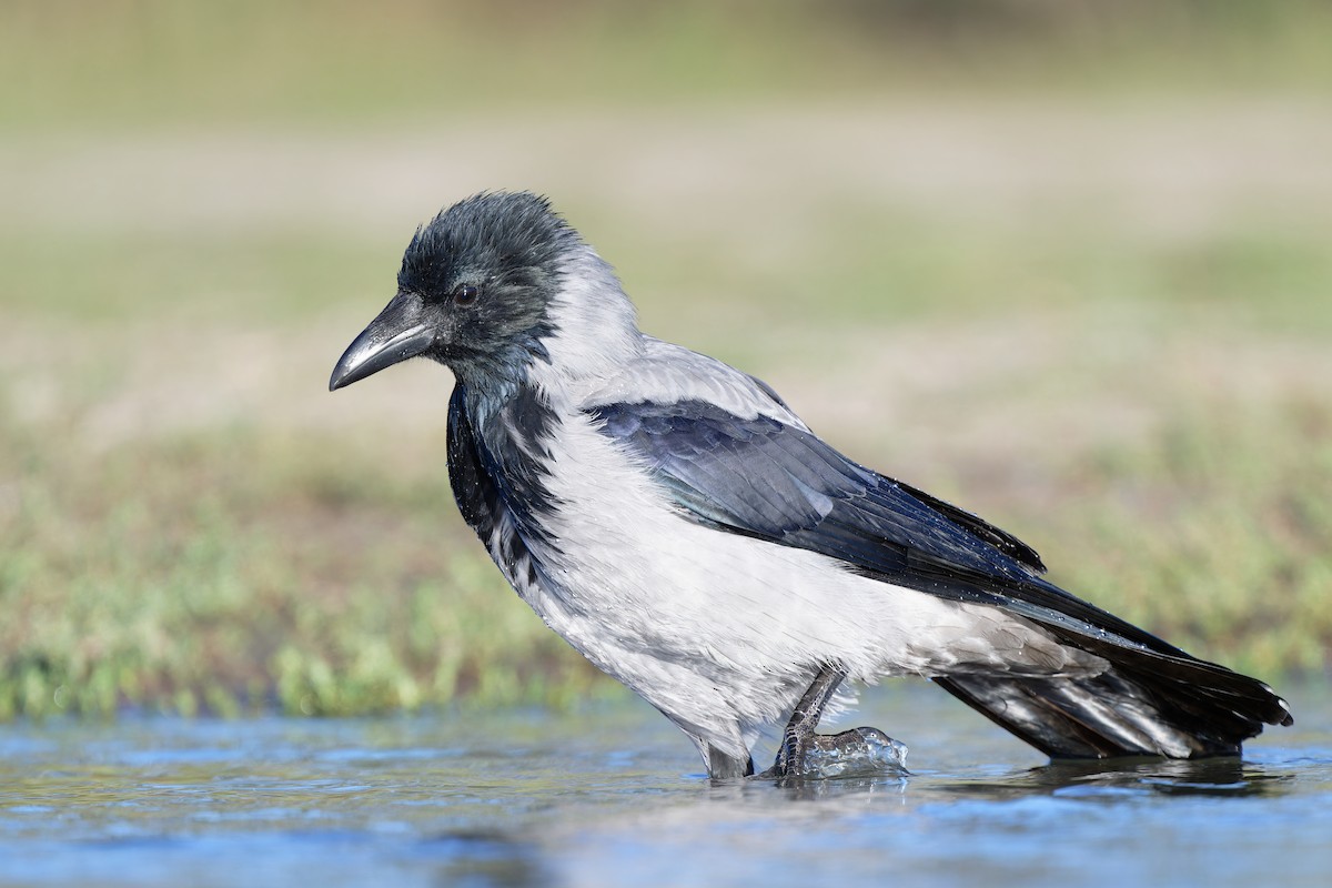 Hooded Crow - ML624227637