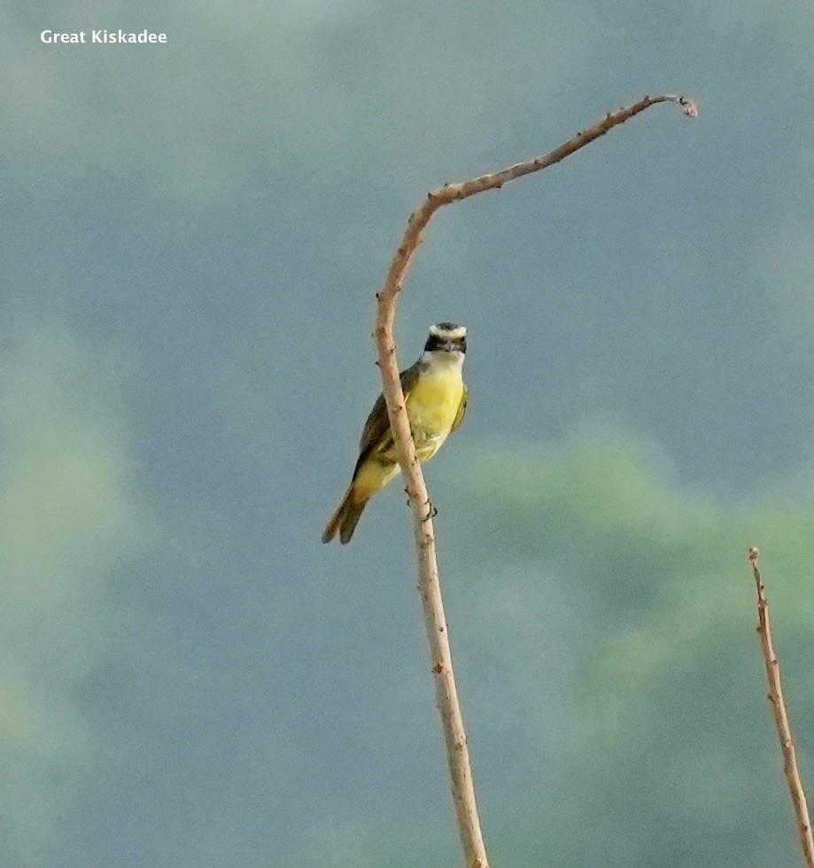 Great Kiskadee - ML624227638