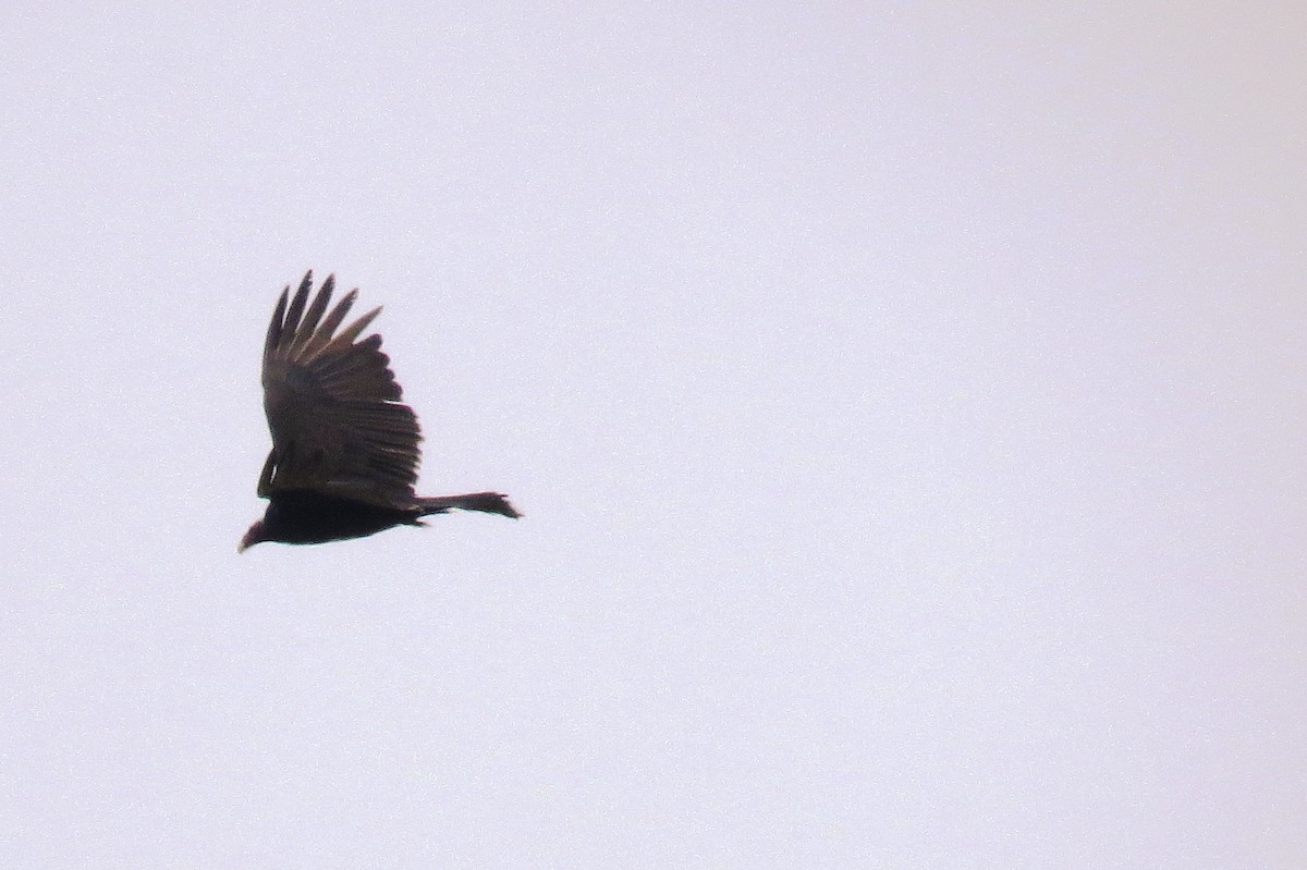 Turkey Vulture - Cristiane Bolochio Cris