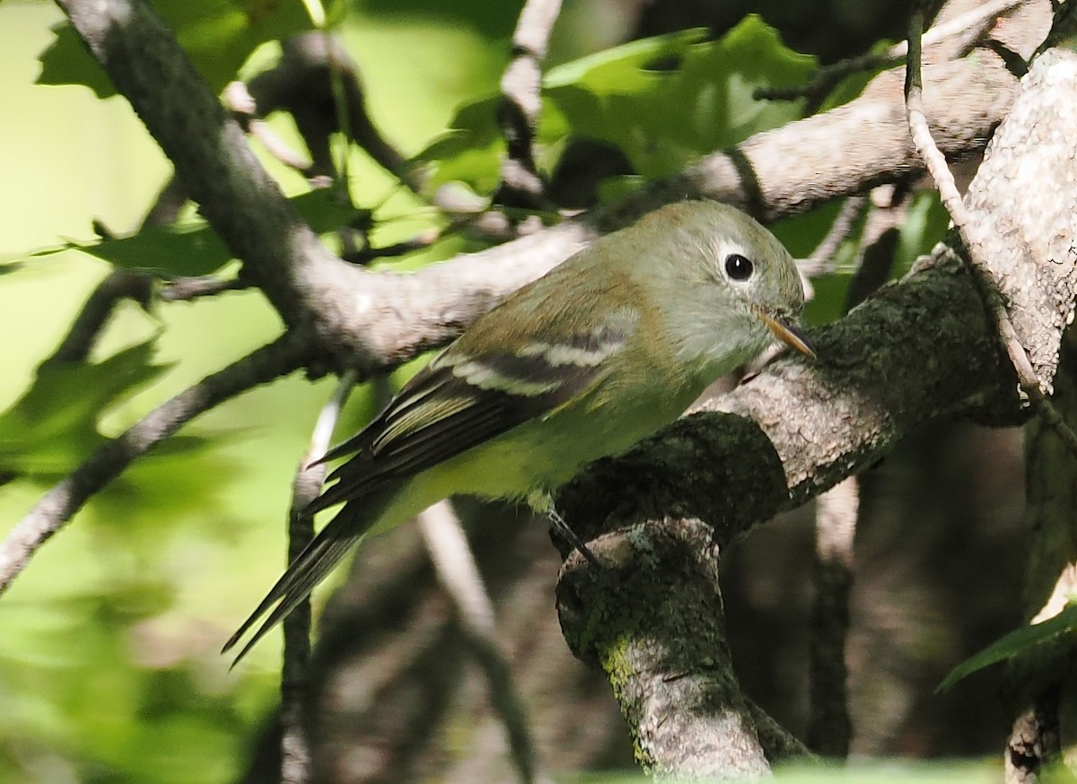 Western Flycatcher - ML624227661