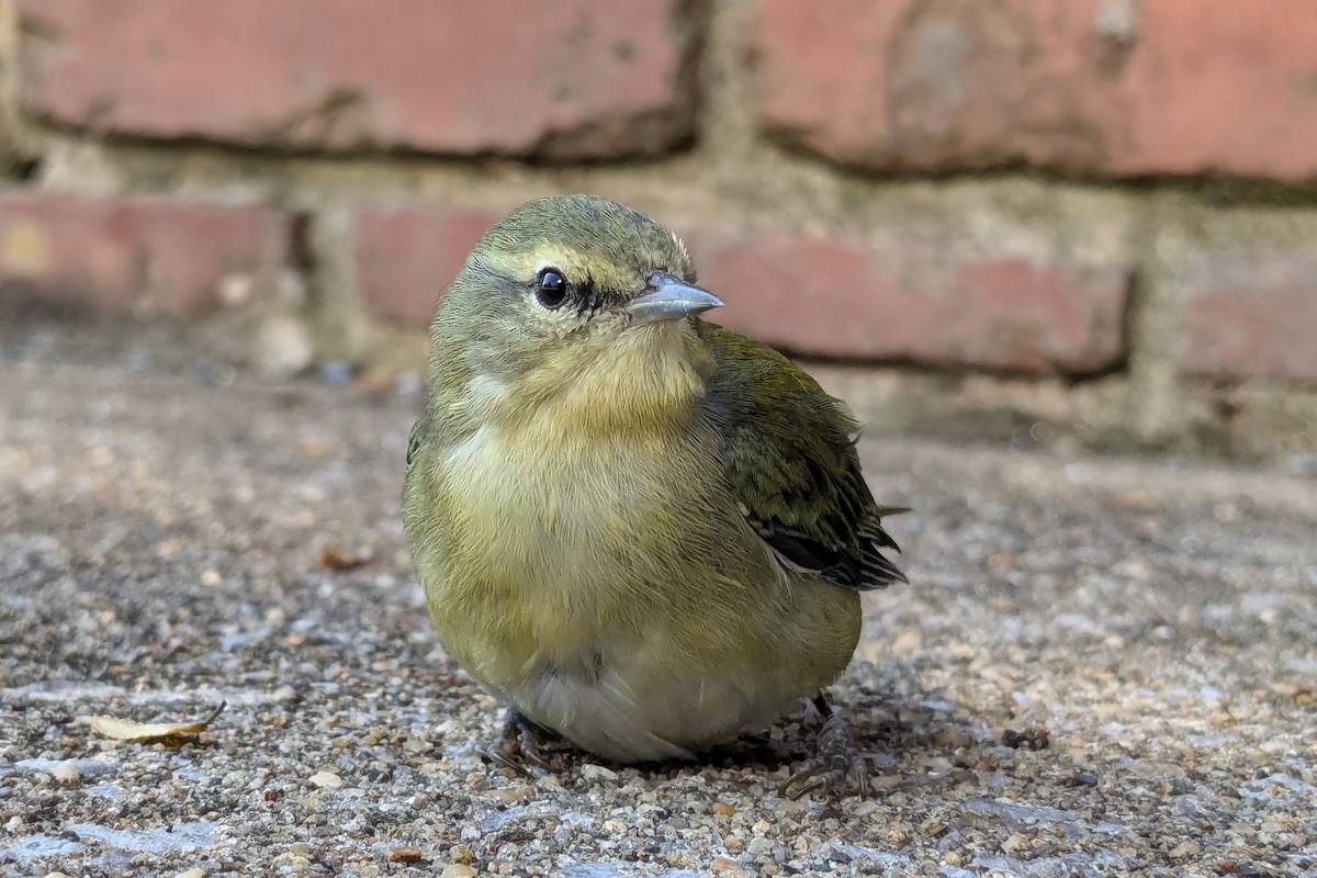 Tennessee Warbler - ML624227669