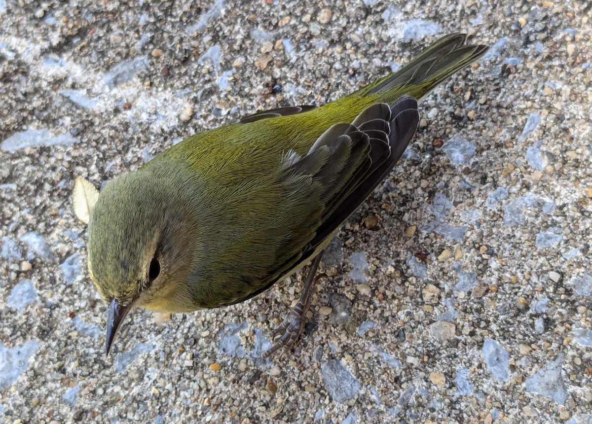 Tennessee Warbler - ML624227670