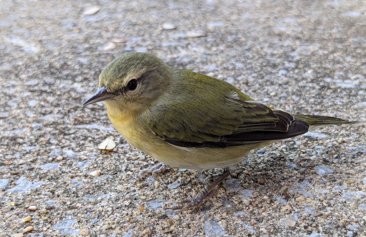 Tennessee Warbler - ML624227671