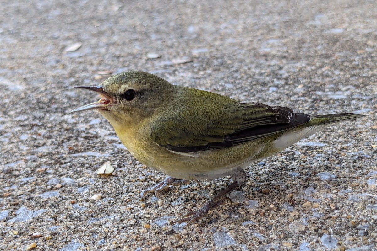 Tennessee Warbler - ML624227672