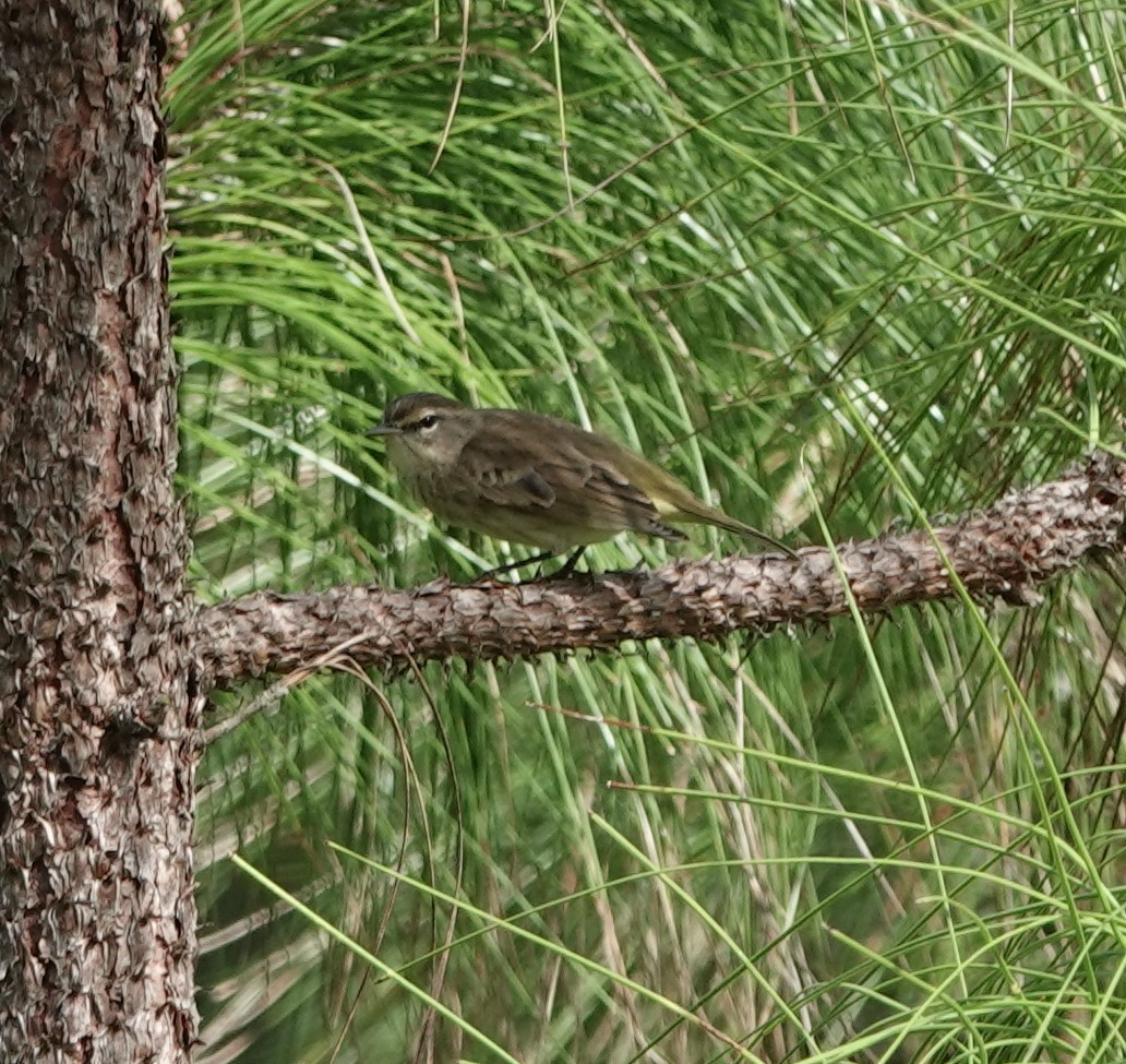 Palm Warbler - ML624227678