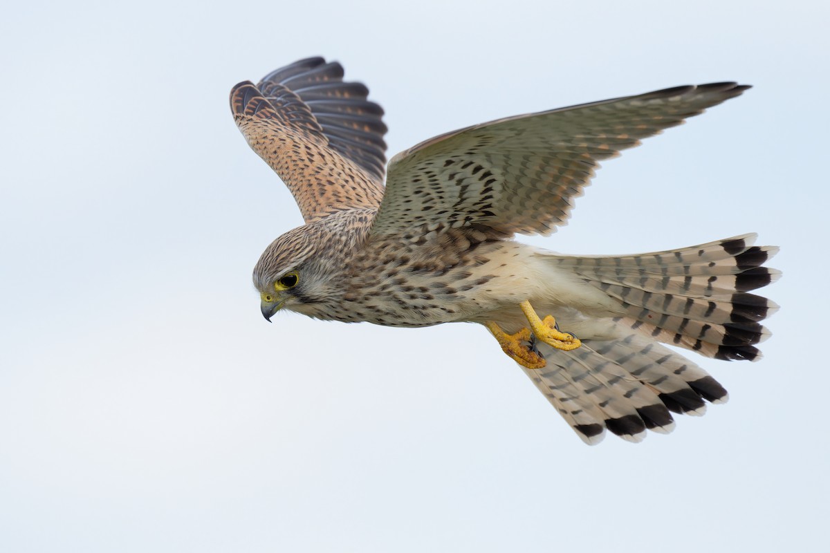 Eurasian Kestrel - ML624227689