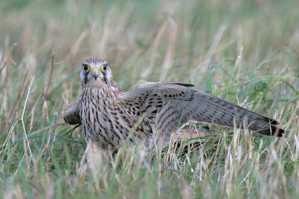 Eurasian Kestrel - ML624227696