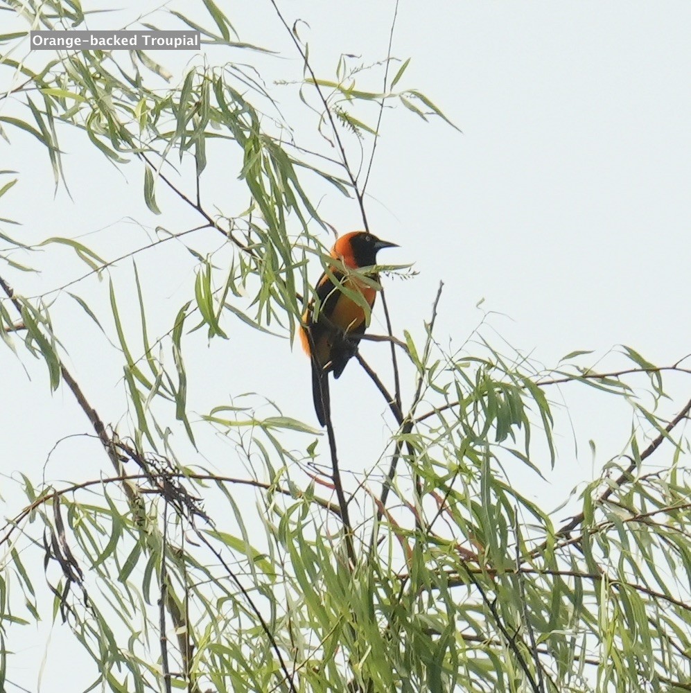 Orange-backed Troupial - ML624227711