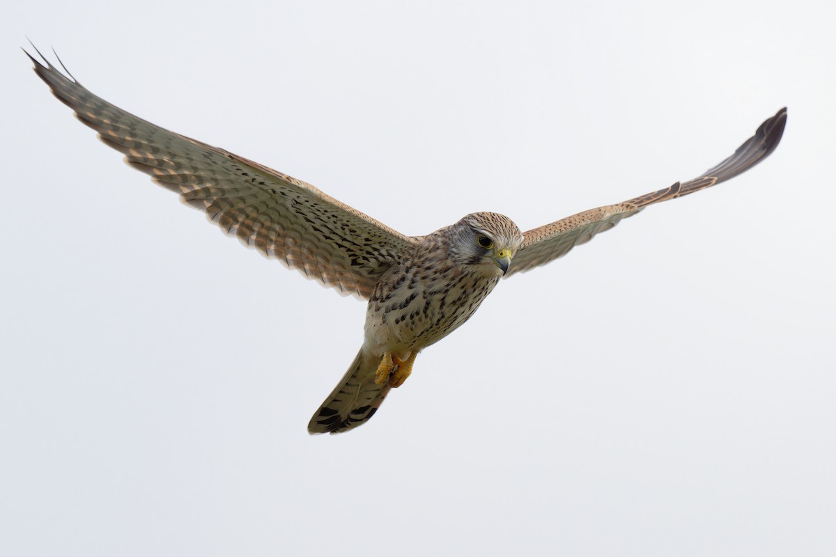 Eurasian Kestrel - ML624227712