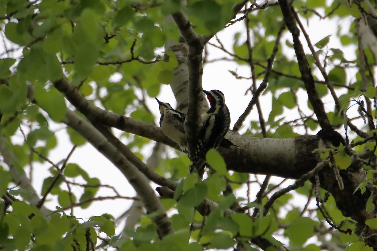 Yellow-bellied Sapsucker - ML624227713