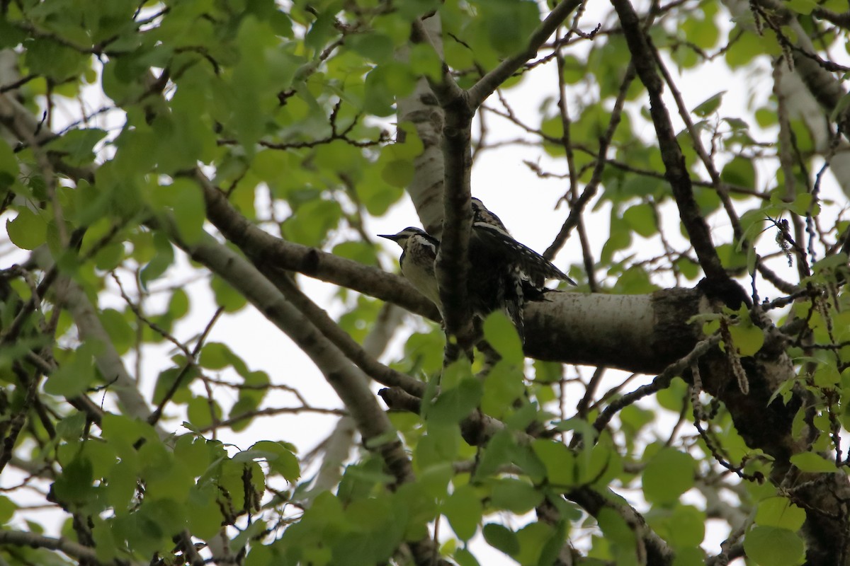 Yellow-bellied Sapsucker - ML624227715