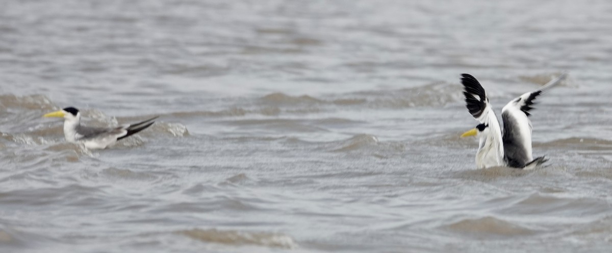 Large-billed Tern - Jill Punches