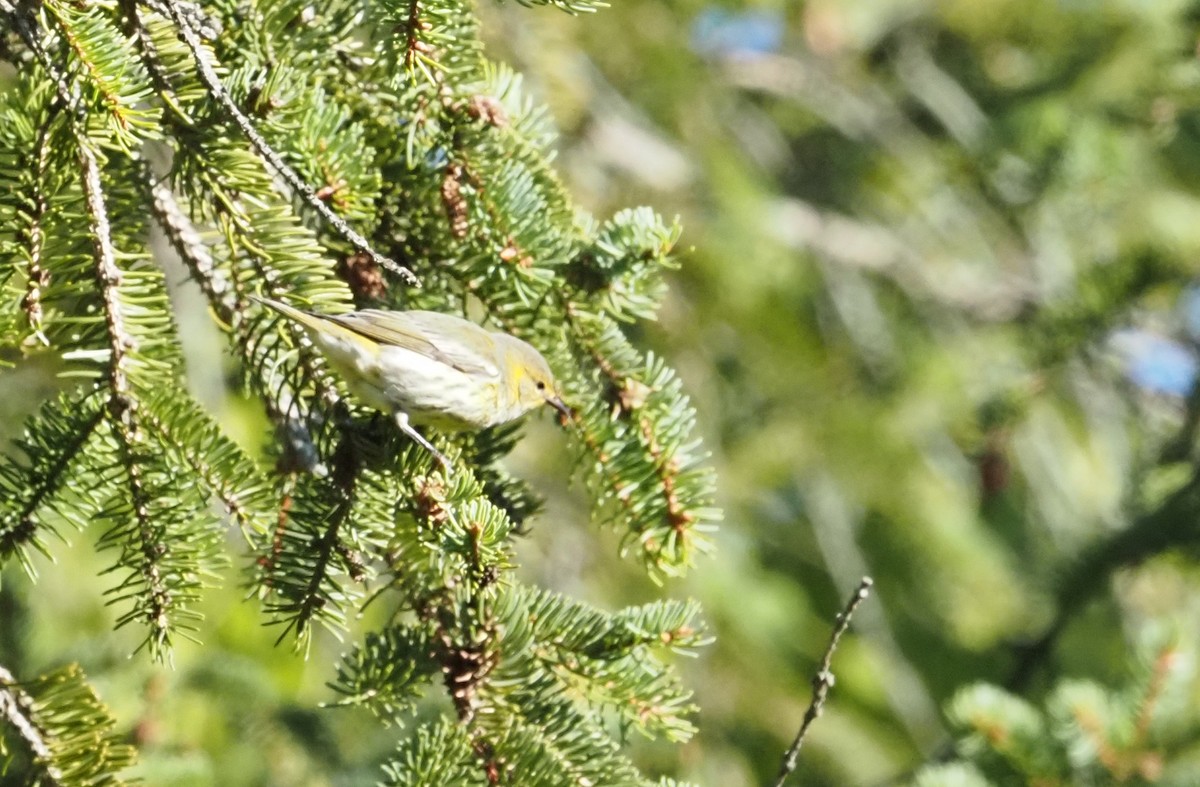 Cape May Warbler - ML624227717