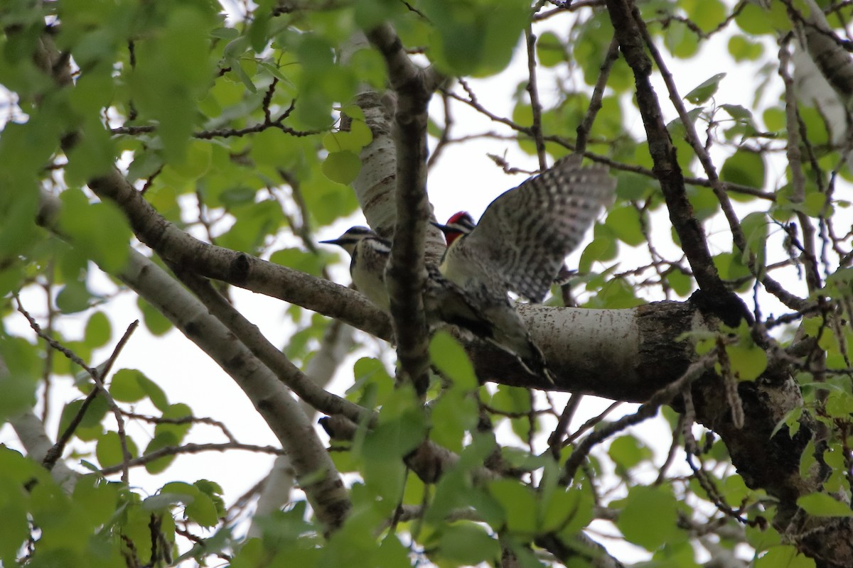 Yellow-bellied Sapsucker - ML624227718