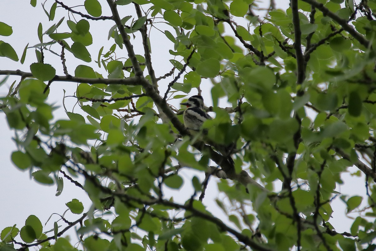 Yellow-bellied Sapsucker - ML624227720