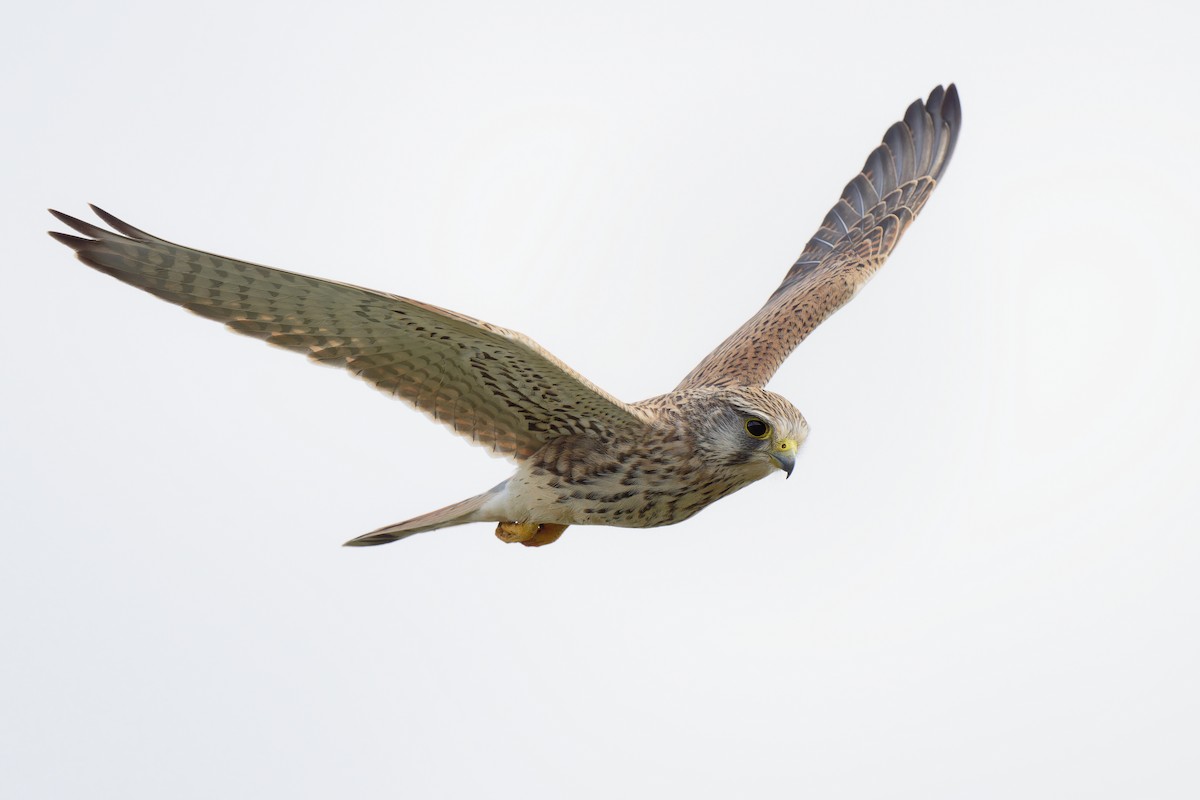 Eurasian Kestrel - ML624227721