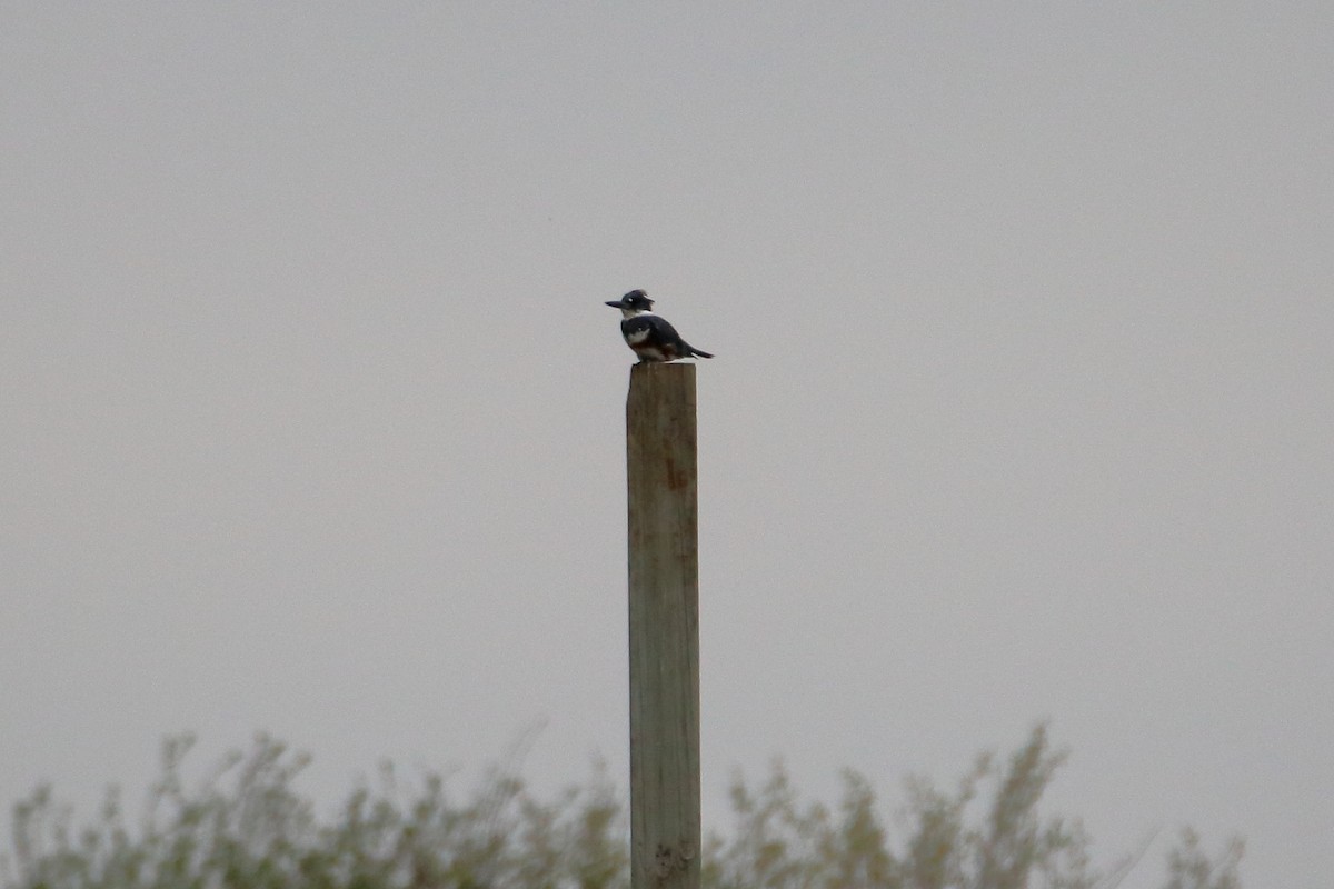 Belted Kingfisher - ML624227722