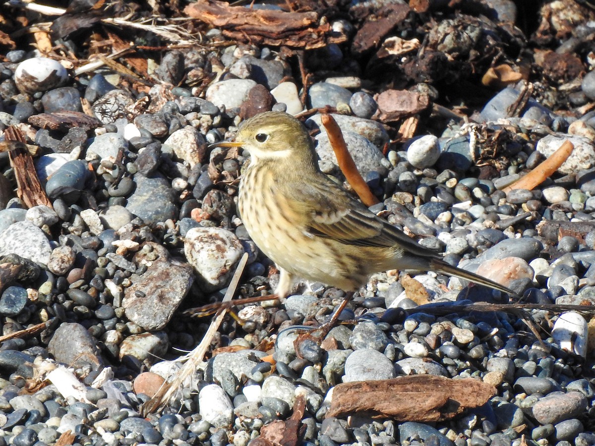 American Pipit - ML624227723