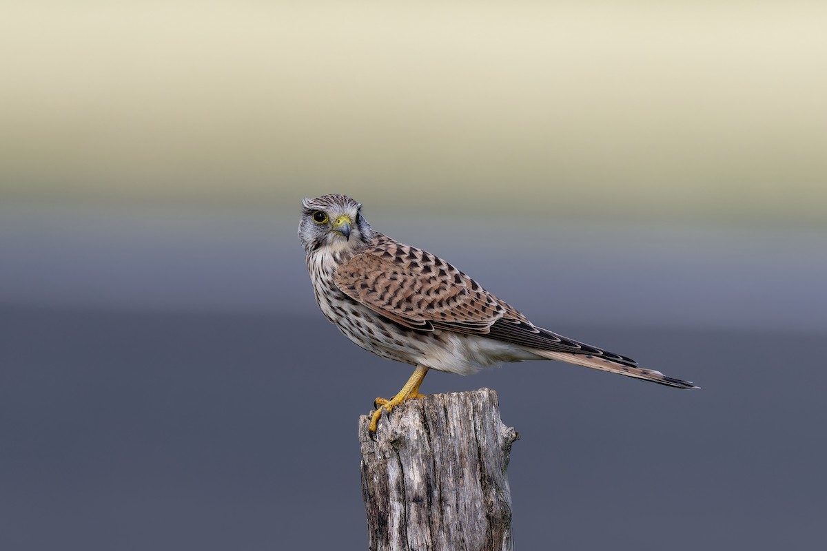 Eurasian Kestrel - ML624227724