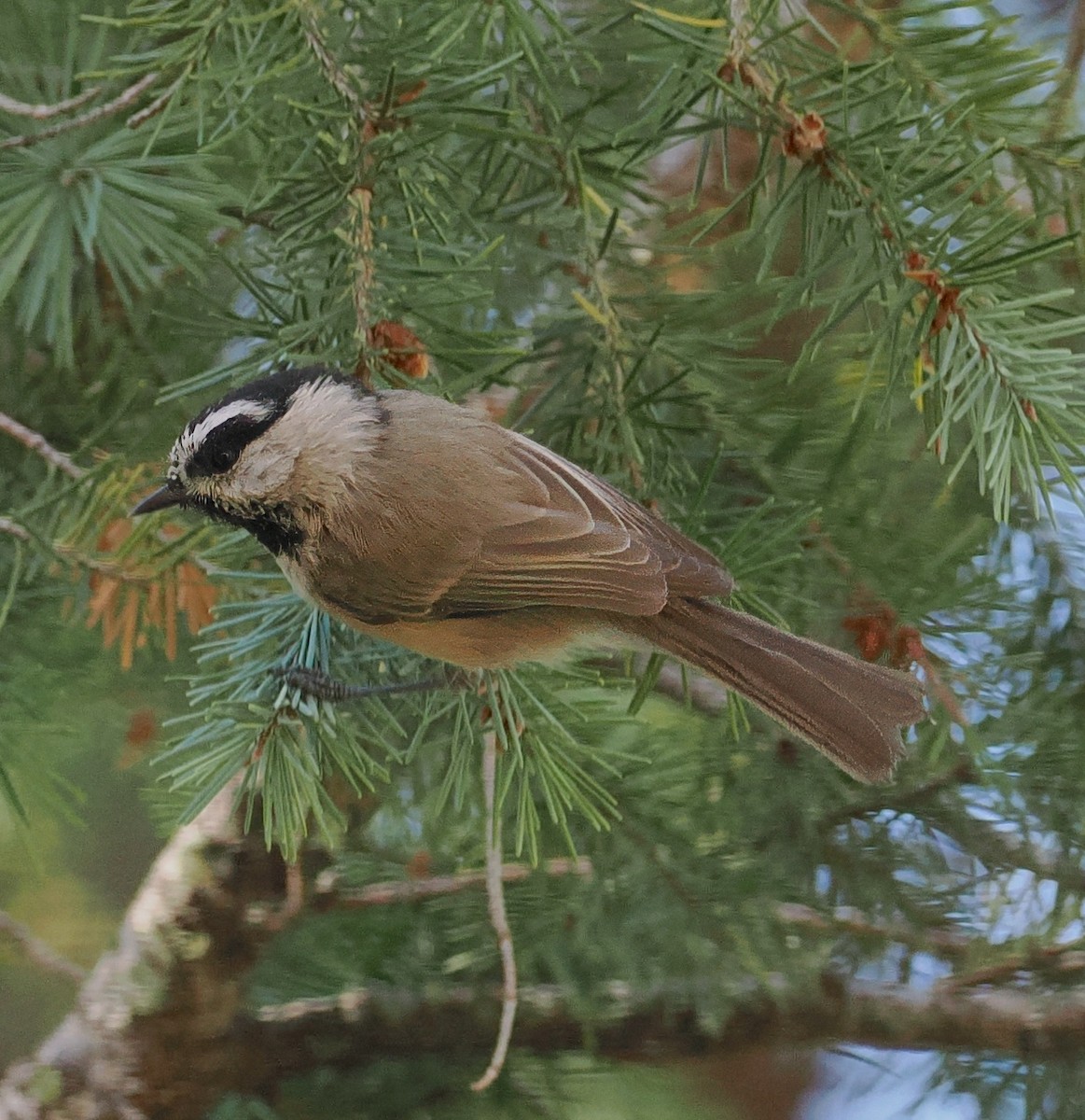 Mountain Chickadee - ML624227727