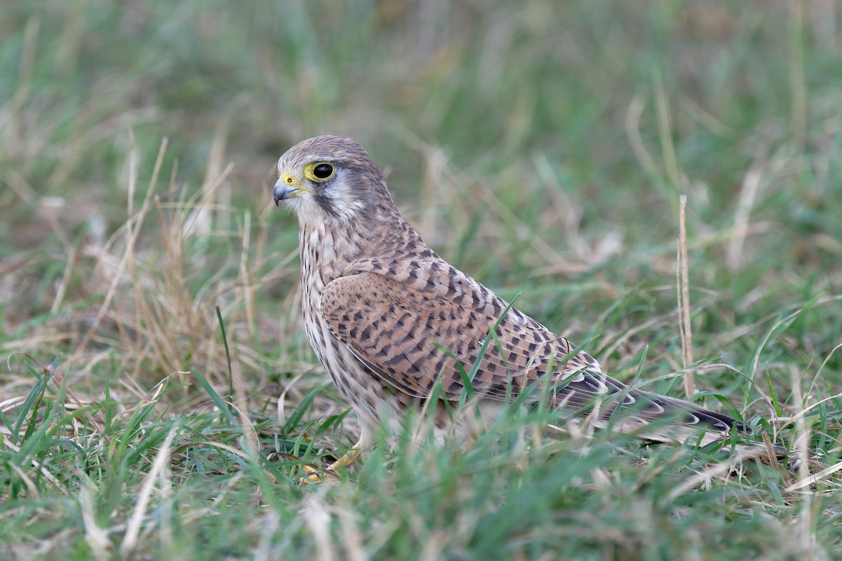 Eurasian Kestrel - ML624227728