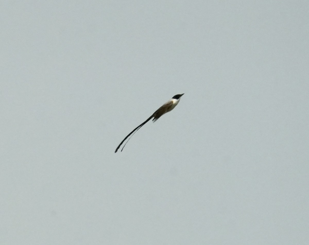 Fork-tailed Flycatcher - ML624227729