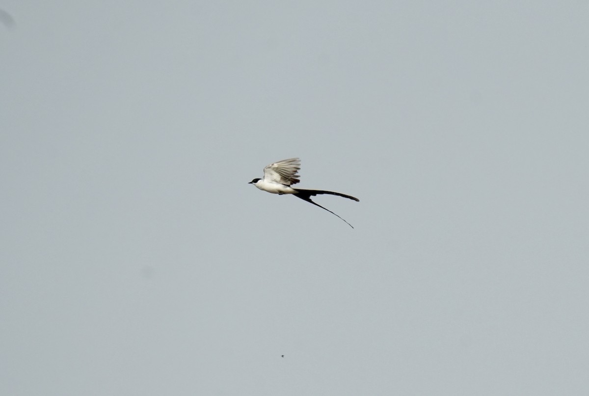 Fork-tailed Flycatcher - ML624227730